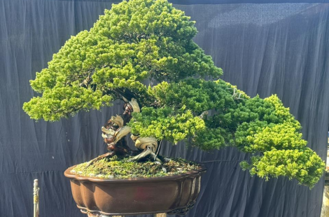 duyên tùng đài loan