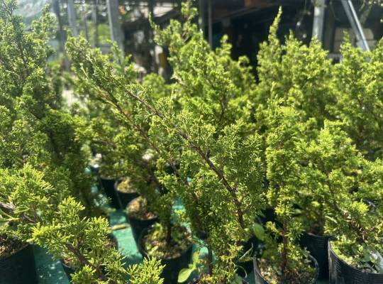 lô 100 tùng nhật itoigawa shimpaku