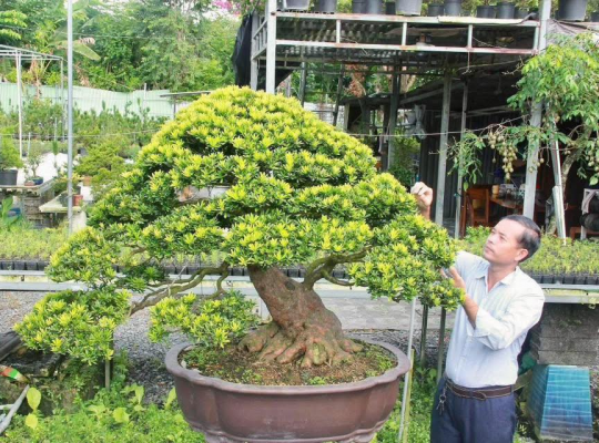 Tùng kim cương đài loan