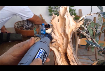 Làm lũa Bonsai - Deadwood Work (Phần 1)